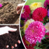 Jak rostou astra semena v otevřené půdě: příslušné instrukce od profesionálů